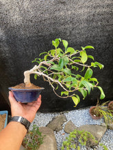 將圖片載入圖庫檢視器 預購日本🇯🇵山茶花 椿 岀雲大社 Camellia Sasanqua (附上影片)
