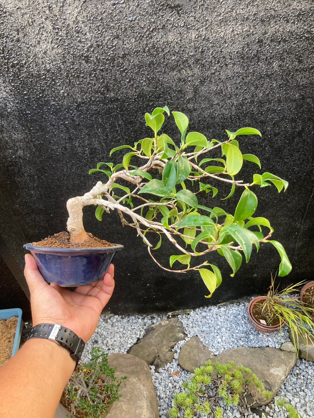 預購日本🇯🇵山茶花 椿 岀雲大社 Camellia Sasanqua (附上影片)