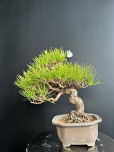 Load image into Gallery viewer, 日本🇯🇵 赤松 Red Pine / Pinus Densiflora (附上影片)
