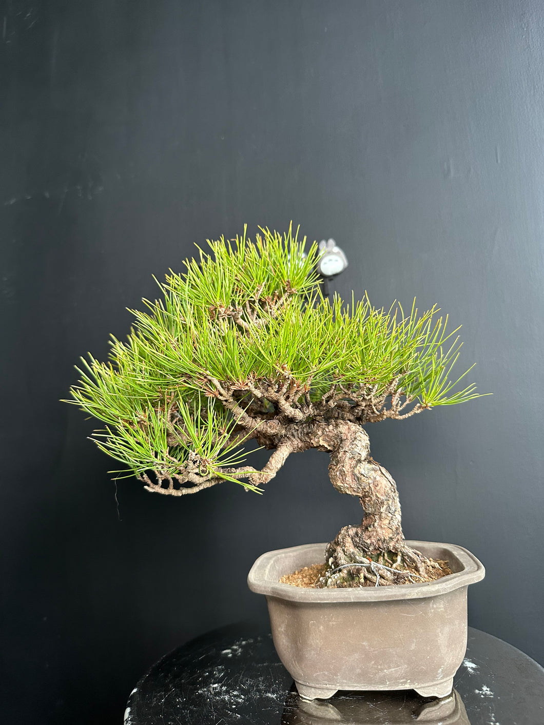 日本🇯🇵 赤松 Red Pine / Pinus Densiflora (附上影片)