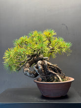 Load image into Gallery viewer, 日本🇯🇵五葉松 Japanese white pine (附上影片)
