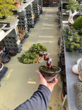 將圖片載入圖庫檢視器 日本🇯🇵糸魚川真柏 Japanese Itoigawa Shimpaku (附上影片)
