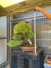 將圖片載入圖庫檢視器 預購日本🇯🇵山採黑松 YAMADORI Black Pine (附上影片)
