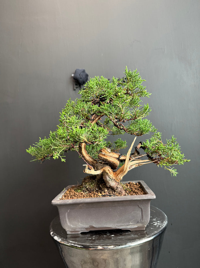 日本🇯🇵糸魚川真柏 Japanese Itoigawa Shimpaku (附上影片)