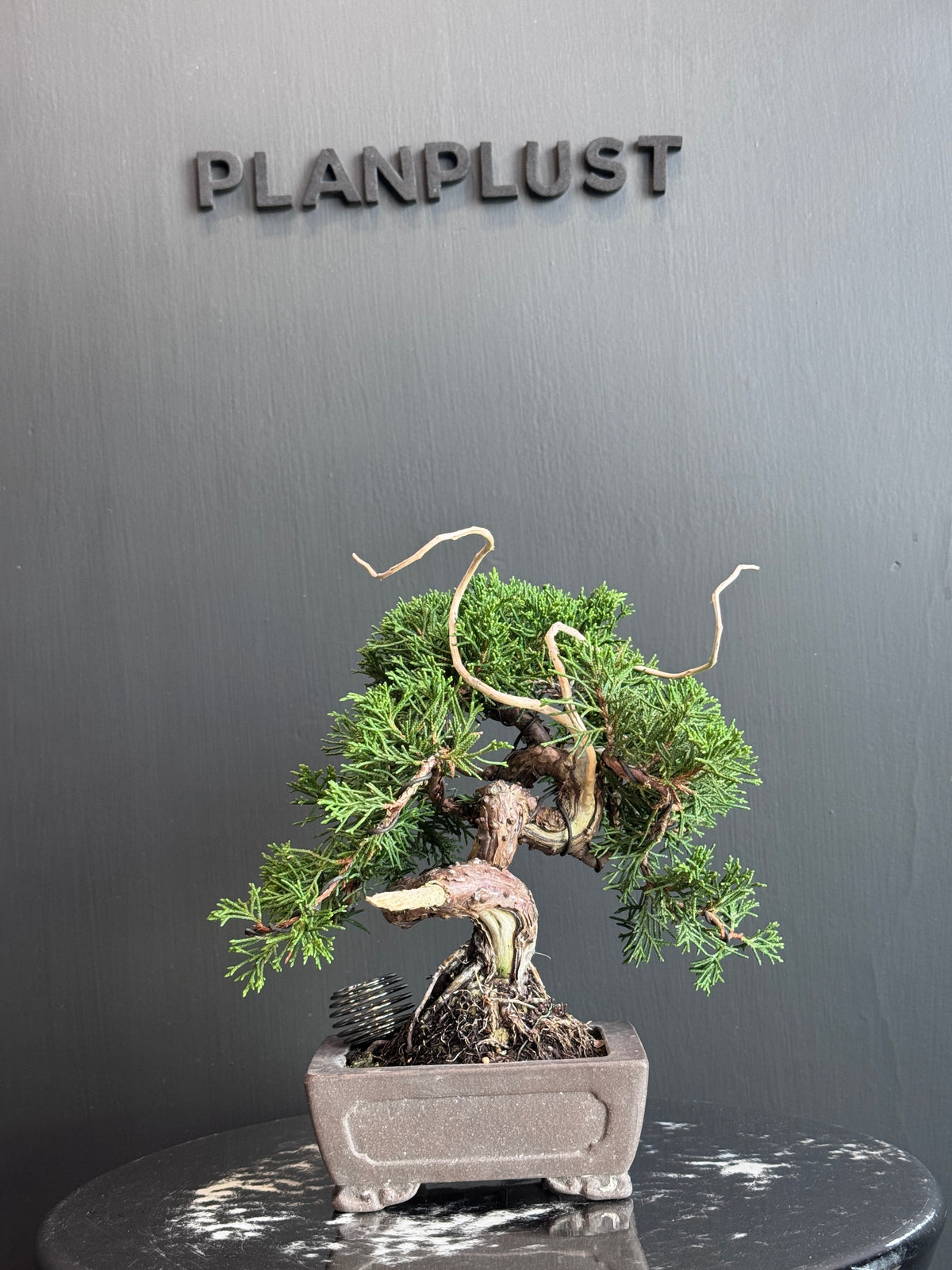 日本糸魚川真柏盆景 高20cm 樹齡約15年 實拍2 - PLAN+T