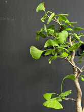 Load an image into the library viewer Japan🇯🇵Ginkgo Biloba (video included)
