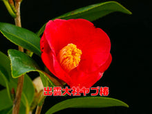 將圖片載入圖庫檢視器 預購日本🇯🇵山茶花 椿 岀雲大社 Camellia Sasanqua (附上影片)
