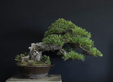 Load images into the gallery viewer Pre-order Japan🇯🇵Japanese White Pine (picked from the mountains) (video attached)
