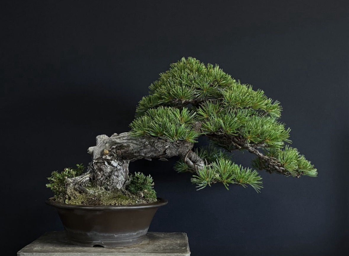 香港網上日本盆景專門店BONSAI PLAN+T 預購日本五葉松盆栽