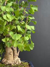 將圖片載入圖庫檢視器 日本🇯🇵銀杏Ginkgo Biloba (附上影片)
