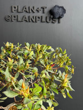 Loading images into the library viewer Japan🇯🇵Satsuki Azalea Rhododendron (video attached)
