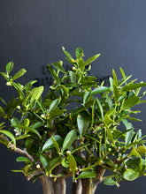 將圖片載入圖庫檢視器 日本🇯🇵金豆Fortunella Hindsii (附上影片)
