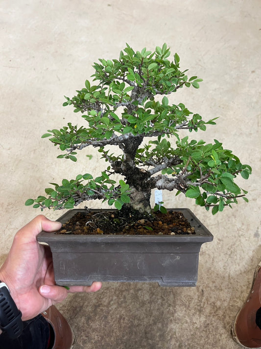 預訂日本🇯🇵欅樹Keyaki Zelkova Serrata (附上影片)