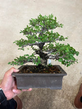 Load images into the gallery viewer Book Japan🇯🇵Keyaki Zelkova Serrata (with video)
