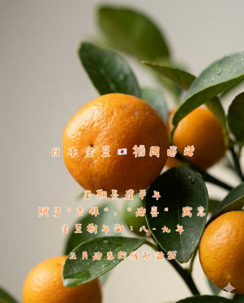 （已售罄） 2026新春限定 🍊 預購日本🇯🇵金豆キンズ Fortunella Hindsii 日本🇯🇵大阪直送香港