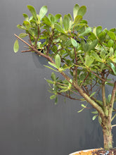 將圖片載入圖庫檢視器 日本🇯🇵皐月杜鵑 絹の舞Satsuki Azalea Rhododendron (附上影片）
