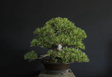 Load images into the gallery viewer Pre-order Japan🇯🇵Japanese White Pine (picked from the mountains) (video attached)
