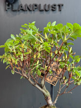 將圖片載入圖庫檢視器 日本🇯🇵皐月杜鵑 萌Satsuki Azalea Rhododendron(附上影片)
