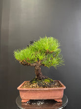 Load image into Gallery viewer, 日本🇯🇵山採太幹 黑松 Black Pine (附上影片)
