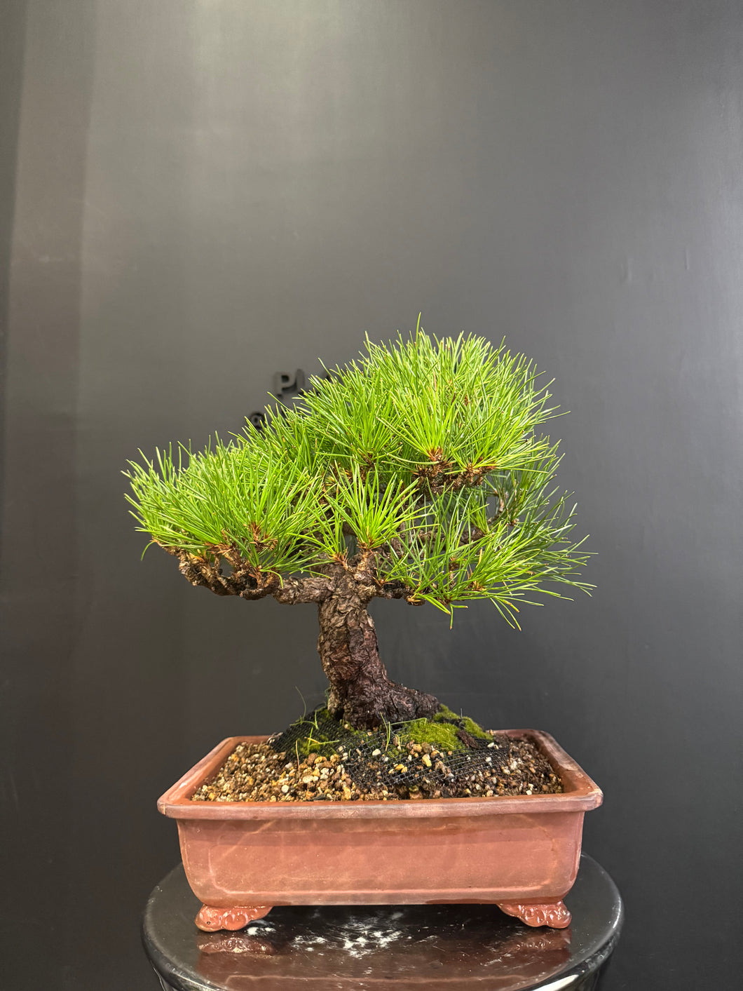 日本🇯🇵山採太幹 黑松 Black Pine (附上影片)