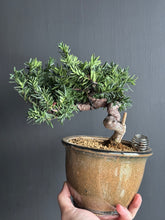 將圖片載入圖庫檢視器 日本🇯🇵一位 Taxus Cuspidata (附上影片)

