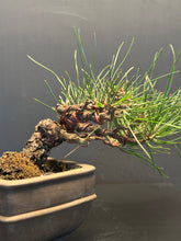 將圖片載入圖庫檢視器 日本🇯🇵黑松 Black Pine (附上影片)
