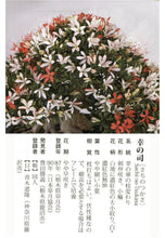Load image into Gallery viewer, 日本🇯🇵皐月杜鵑 幸之司 Satsuki azalea Rhododendron(附上影片)
