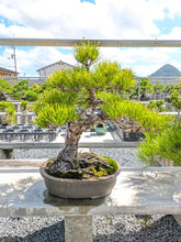 Load image into Gallery viewer, 預訂日本🇯🇵黑松 Black Pine (附上影片)
