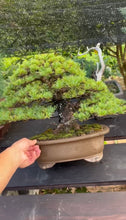 Load image into Gallery viewer, 預購日本🇯🇵五葉松 Japanese white pine (附上影片)
