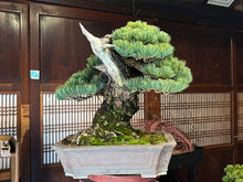 將圖片載入圖庫檢視器 預訂日本🇯🇵山採 五葉松 Japanese Yamadori White Pine (附上影片)
