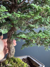將圖片載入圖庫檢視器 日本🇯🇵津山檜Hinoki Chamaecyparis Obtusa ヒノキ (附上影片)

