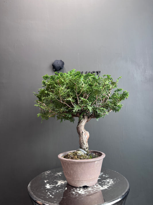 Japan🇯🇵Tsuyama Hinoki (Chamaecyparis obtusa) (Video attached)
