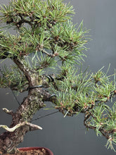 將圖片載入圖庫檢視器 日本🇯🇵黑松 Black Pine (附上影片)
