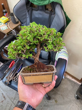 將圖片載入圖庫檢視器 預購日本🇯🇵津山檜Hinoki Chamaecyparis Obtusa(附上影片)
