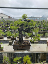 Load images into the gallery viewer Pre-order Japan🇯🇵Nishiki-matsu Black Pine (with video)
