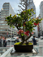 將圖片載入圖庫檢視器 預訂日本🇯🇵赤花海棠 Malus Siebildii (附上影片)

