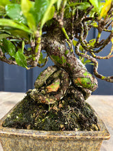 將圖片載入圖庫檢視器 日本🇯🇵逸品 梔子花クチナシ Gardenia Jasminoides (附上影片)
