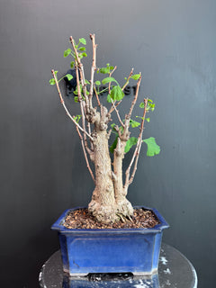 日本🇯🇵銀杏Ginkgo Biloba (附上影片)