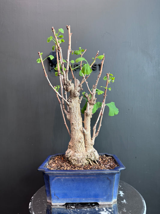 Japan🇯🇵Ginkgo Biloba (with video)