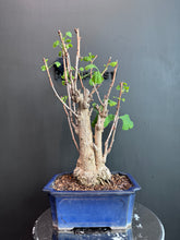 Load images into the gallery viewer Japan🇯🇵Ginkgo Biloba (with video)
