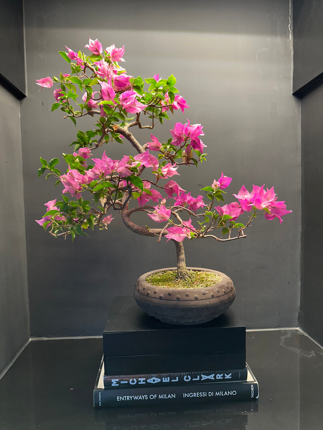 日本🇯🇵九重葛 Bougainvillea (附上影片)