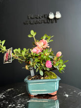 Load image into Gallery viewer, 日本🇯🇵皐月杜鵑 唐獅子牡丹 Satsuki azalea Rhododendron (附上影片)

