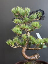 Load image into Gallery viewer, 日本🇯🇵五葉松 Japanese White Pine (附上影片)
