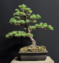 將圖片載入圖庫檢視器 預購日本🇯🇵五葉松 Japanese White Pine (附上影片)
