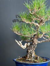 Load image into Gallery viewer, 日本🇯🇵黑松 Black Pine (附上影片)
