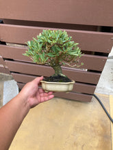 將圖片載入圖庫檢視器 預購日本🇯🇵火棘Pyracantha coccinea (附上影片)
