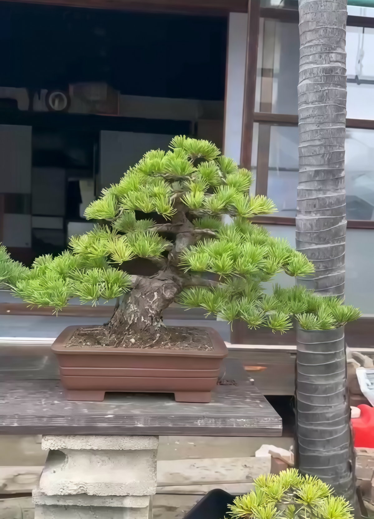 預購日本🇯🇵五葉松 Japanese White Pine (附上影片)