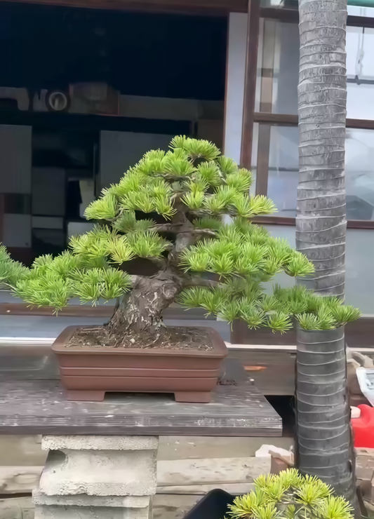 預購日本🇯🇵五葉松 Japanese White Pine (附上影片)
