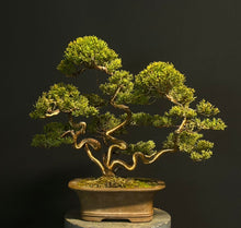 將圖片載入圖庫檢視器 預購日本🇯🇵糸魚川真柏 Japanese Itoigawa Shimpaku (附上影片)
