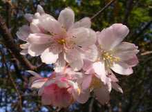 將圖片載入圖庫檢視器 日本🇯🇵🌸十月櫻🌸 Autumnalis Cherry Blossom(附上影片)
